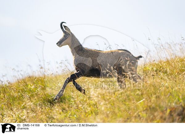 Gmse / chamois / DMS-14168