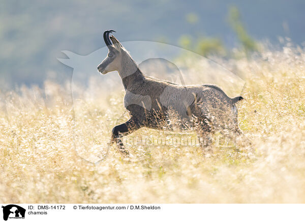 Gmse / chamois / DMS-14172