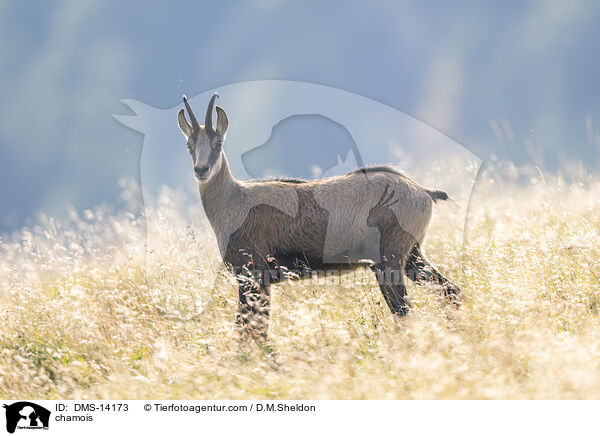 Gmse / chamois / DMS-14173