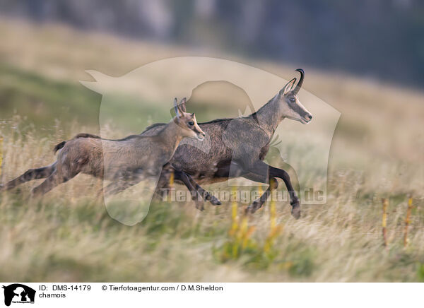 Gmse / chamois / DMS-14179