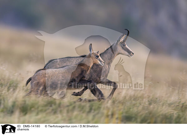 Gmse / chamois / DMS-14180