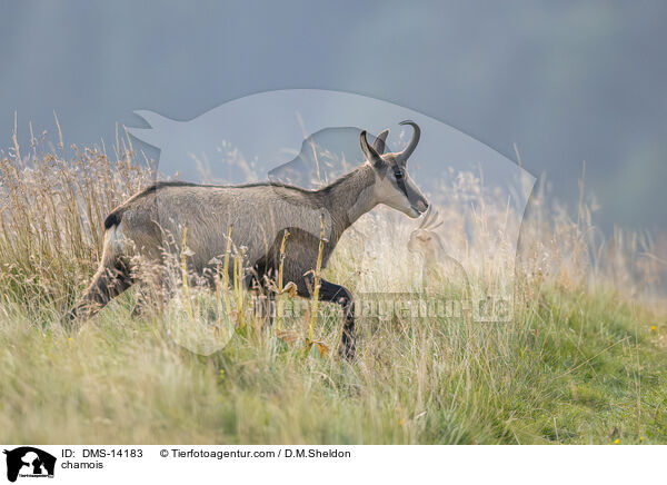 Gmse / chamois / DMS-14183