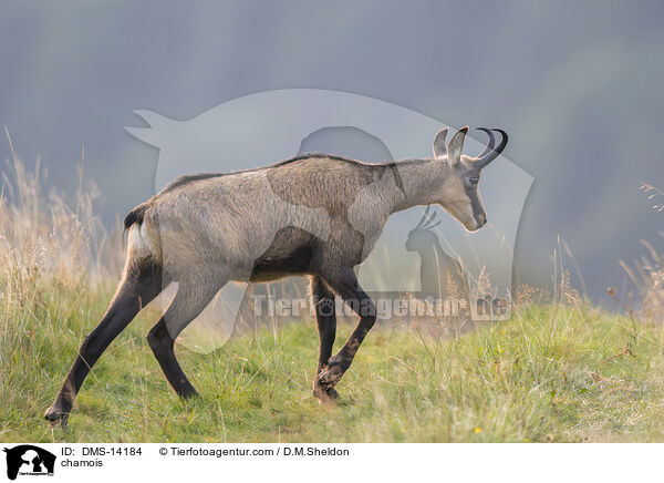 Gmse / chamois / DMS-14184