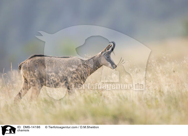 Gmse / chamois / DMS-14186