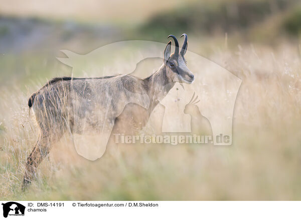 Gmse / chamois / DMS-14191