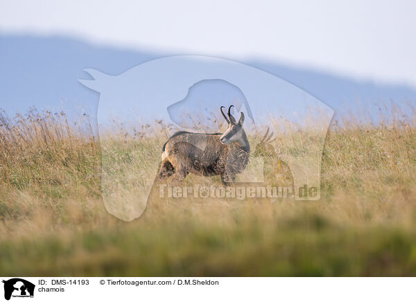 Gmse / chamois / DMS-14193