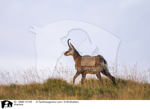 Gmse / chamois / DMS-14195