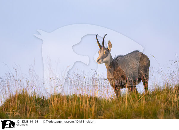 Gmse / chamois / DMS-14198