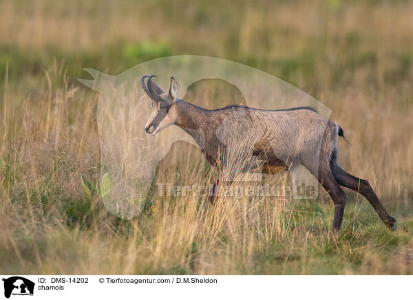 Gmse / chamois / DMS-14202