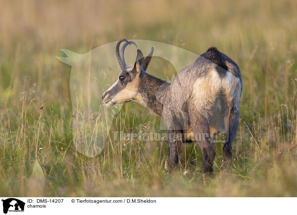 Gmse / chamois / DMS-14207
