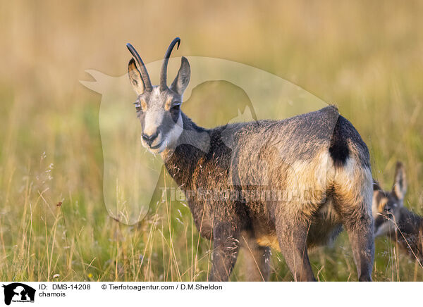 Gmse / chamois / DMS-14208