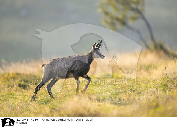 Gmse / chamois / DMS-14230