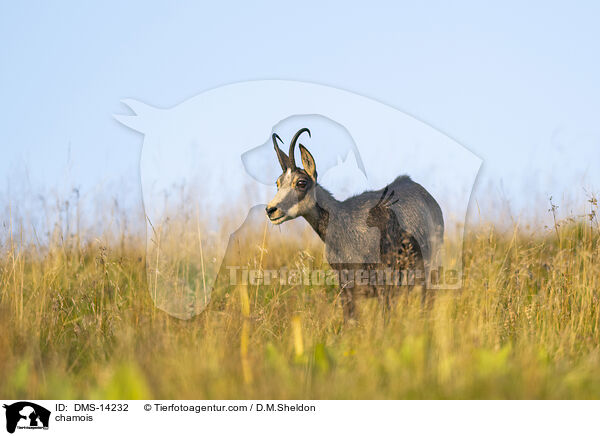 Gmse / chamois / DMS-14232