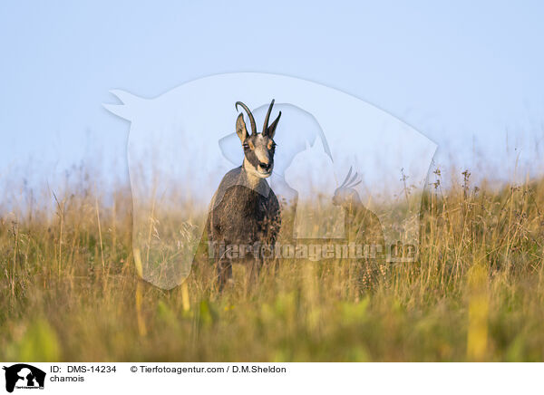 Gmse / chamois / DMS-14234