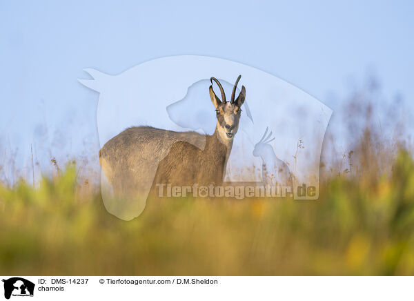 Gmse / chamois / DMS-14237