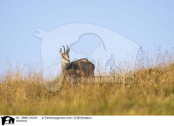 Gmse / chamois / DMS-14243