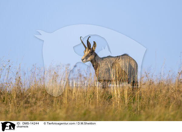 Gmse / chamois / DMS-14244
