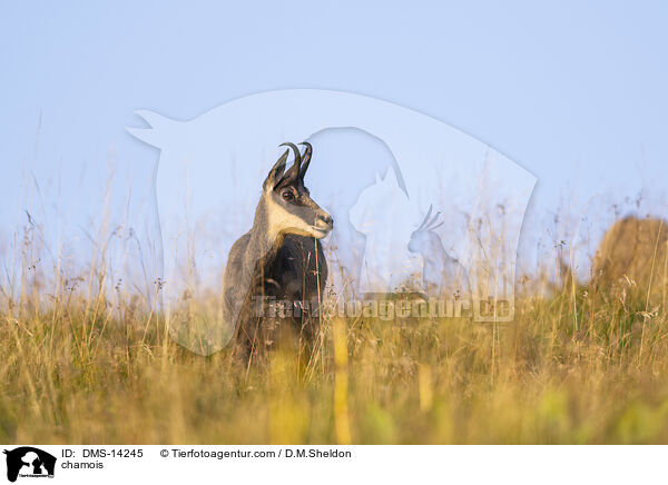 Gmse / chamois / DMS-14245