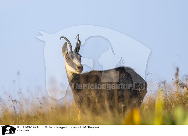 Gmse / chamois / DMS-14248