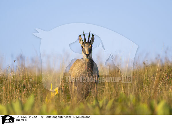 Gmse / chamois / DMS-14252