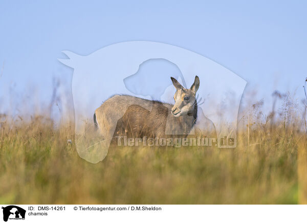 Gmse / chamois / DMS-14261