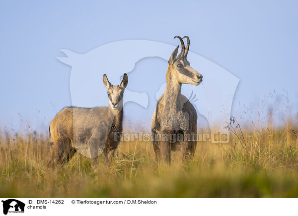 Gmse / chamois / DMS-14262