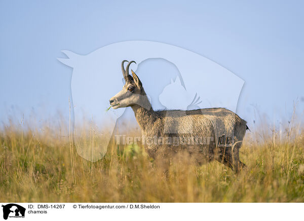 Gmse / chamois / DMS-14267