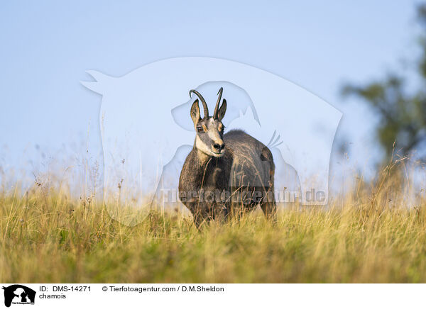 Gmse / chamois / DMS-14271