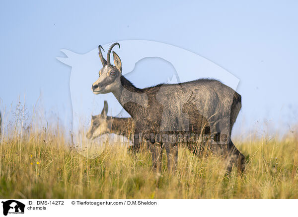 Gmse / chamois / DMS-14272
