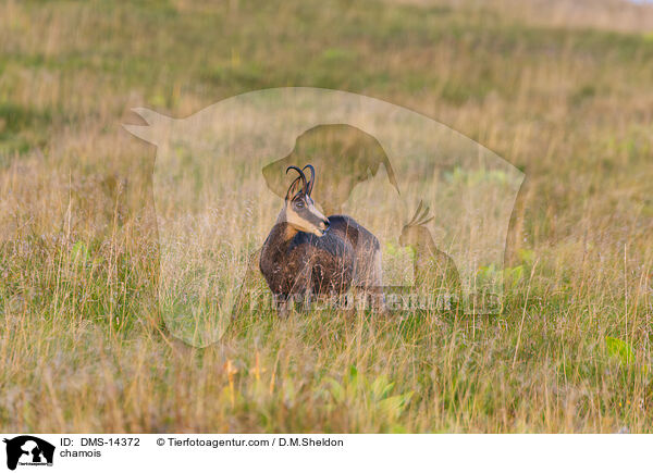 Gmse / chamois / DMS-14372