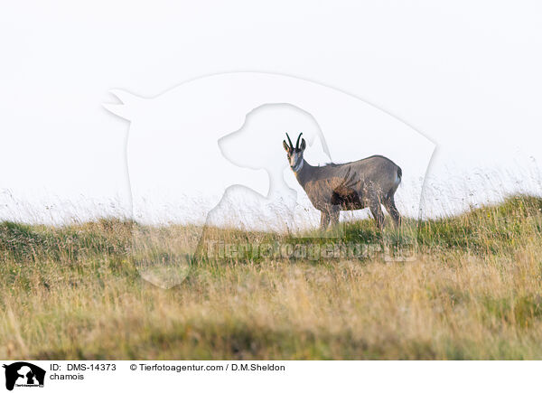 Gmse / chamois / DMS-14373