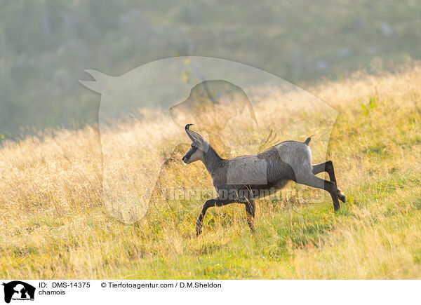 Gmse / chamois / DMS-14375