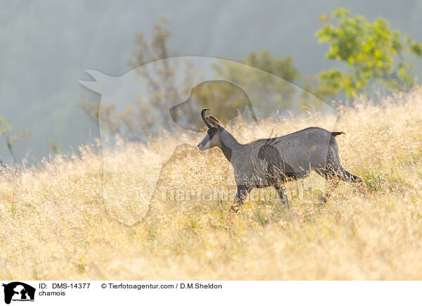 Gmse / chamois / DMS-14377