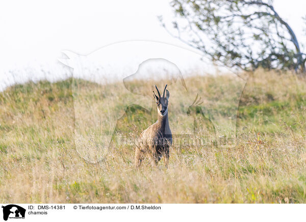 Gmse / chamois / DMS-14381
