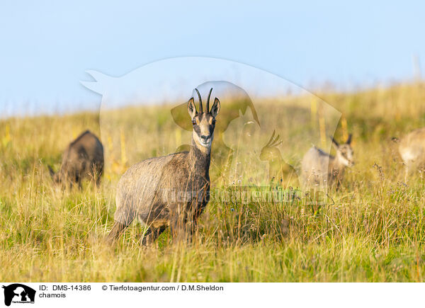 Gmse / chamois / DMS-14386