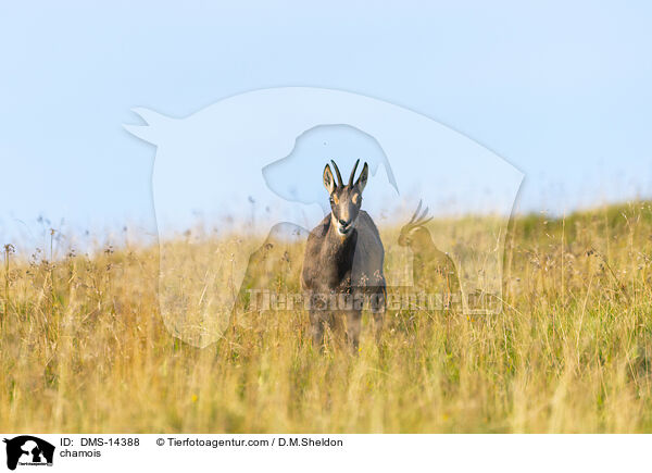Gmse / chamois / DMS-14388