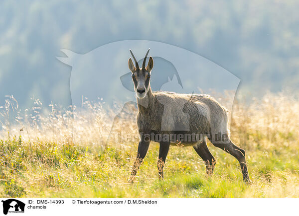 Gmse / chamois / DMS-14393