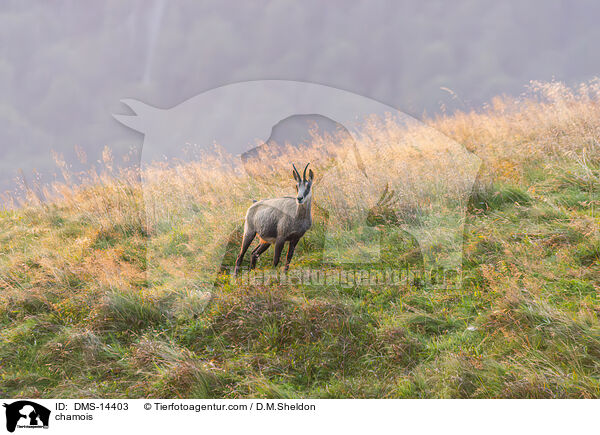Gmse / chamois / DMS-14403