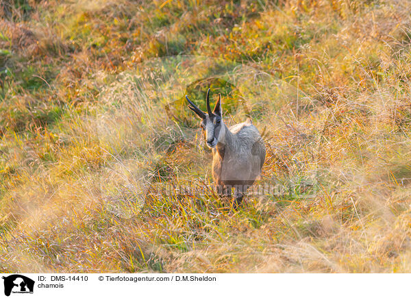 Gmse / chamois / DMS-14410