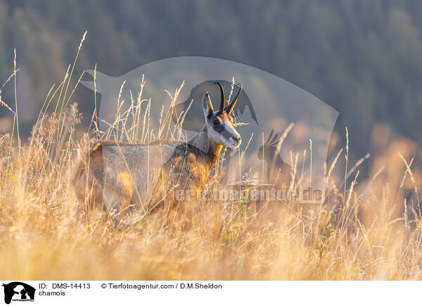 Gmse / chamois / DMS-14413