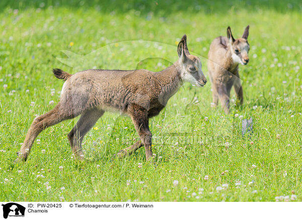 Gmse / Chamois / PW-20425