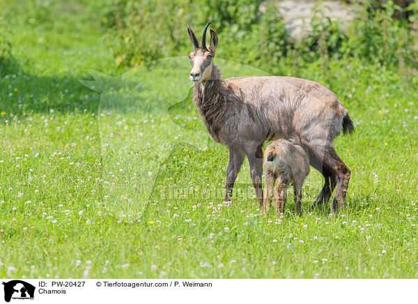 Gmse / Chamois / PW-20427