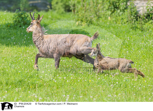 Gmse / Chamois / PW-20429