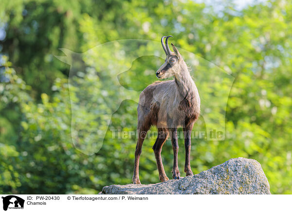 Gmse / Chamois / PW-20430