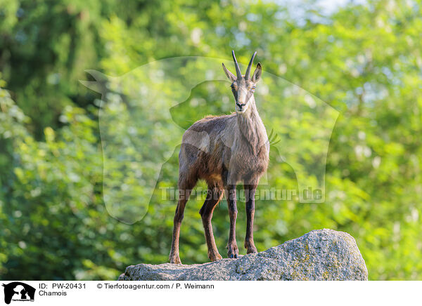 Gmse / Chamois / PW-20431