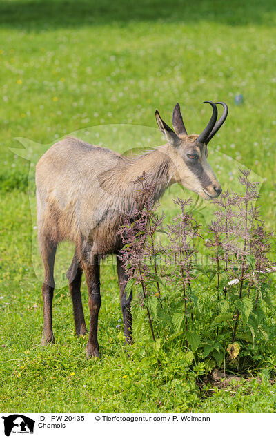 Gmse / Chamois / PW-20435