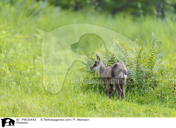 Gmse / Chamois / PW-20442