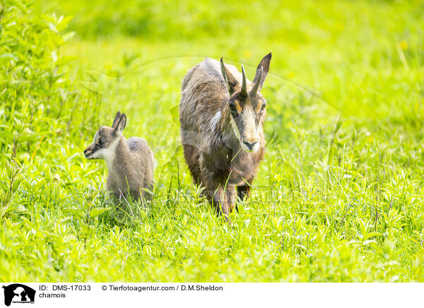 Gmse / chamois / DMS-17033