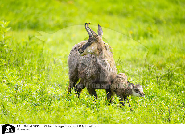 Gmse / chamois / DMS-17035