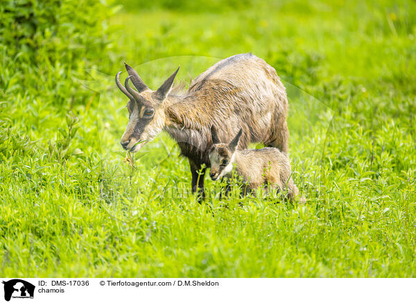 Gmse / chamois / DMS-17036